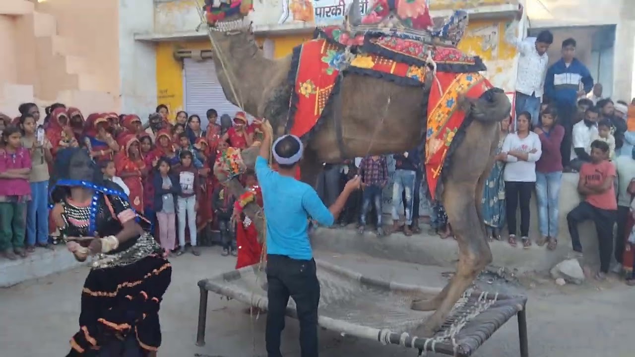 rajasthani wedding dance