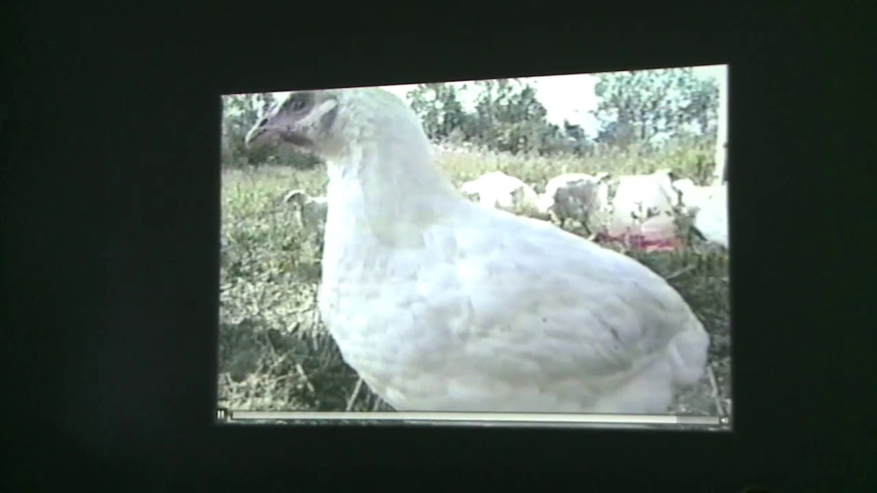 Artist Talk: Paul Pfeiffer