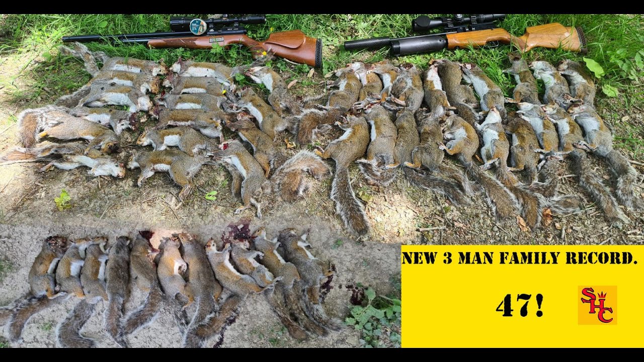 Pest Control with Air Rifles - Squirrel Shooting - Records and Missed Opportunities...