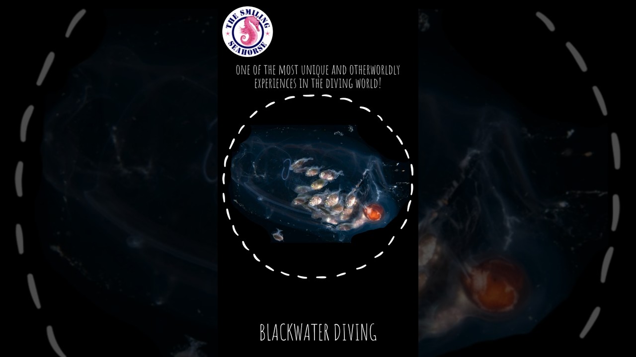 Have you ever experienced blackwater diving?