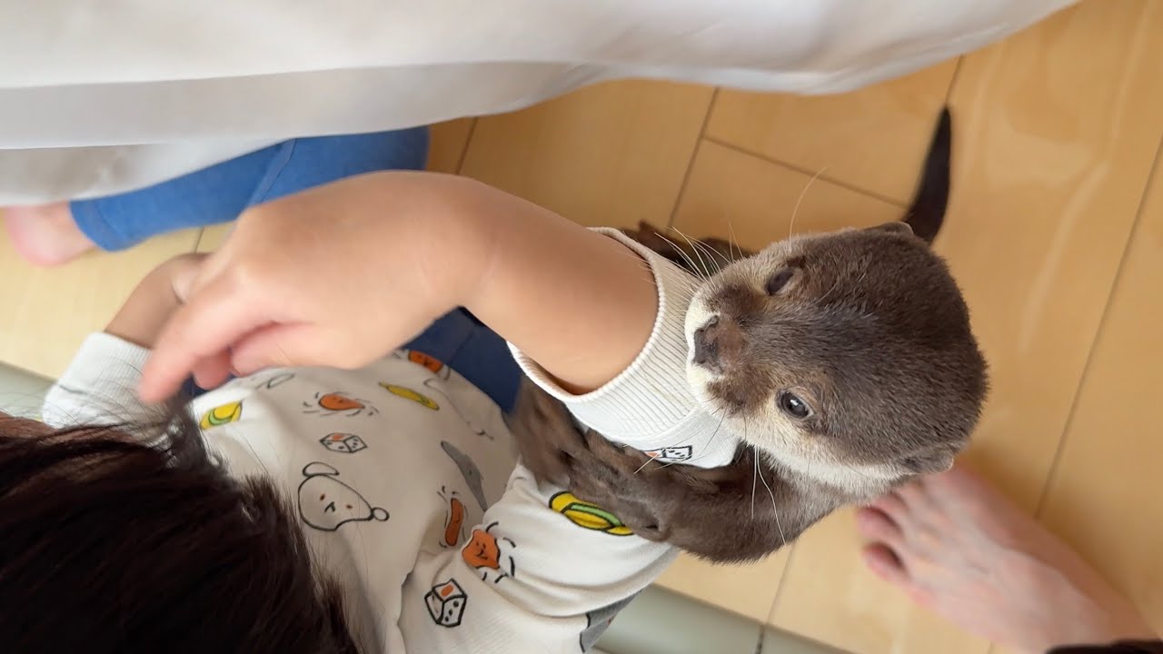 カワウソと子供のかくれんぼ！ Otter and Child Hide-and-Seek!