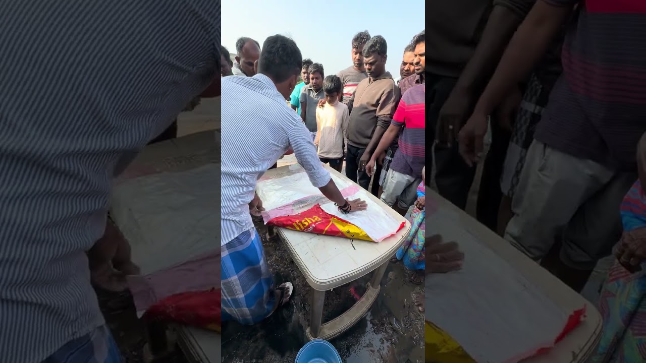 முரல் மீன் ஏலம் முத்துக்குடா மீன் மார்க்கெட்