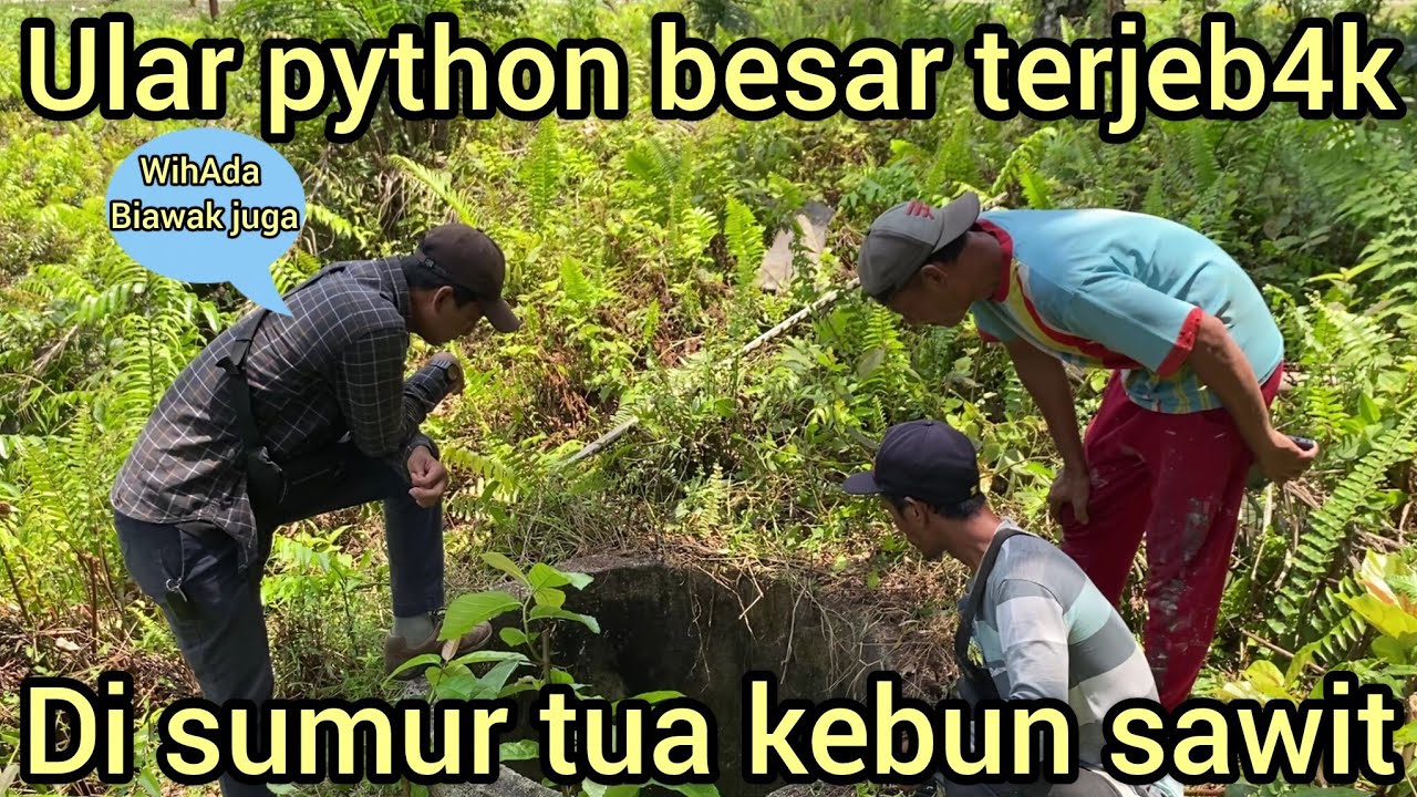 DUA WARGA PEKERJA KEBUN SAWIT HEBOH SETELAH MELIHAT ULAR PYTHON BESAR DI DALAM LUBANG SUMUR TUA