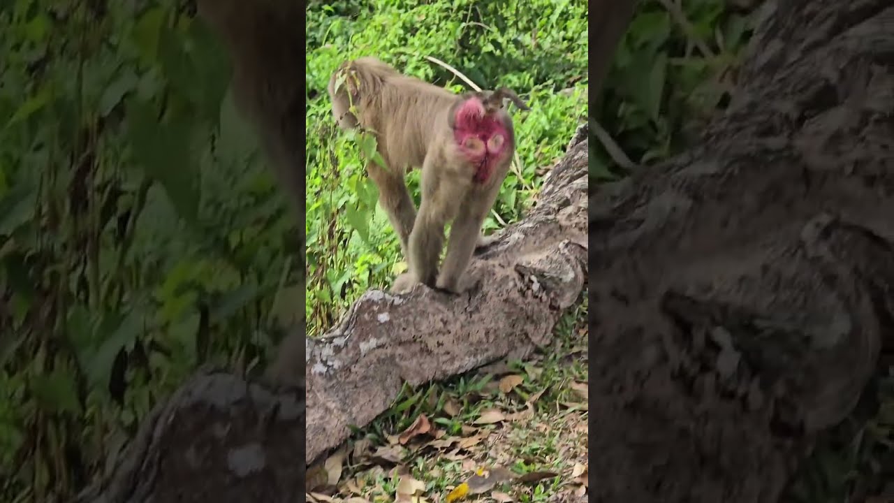 Thailand Beach And Jungle with Deers, Monkey's, Lakes and Fauna