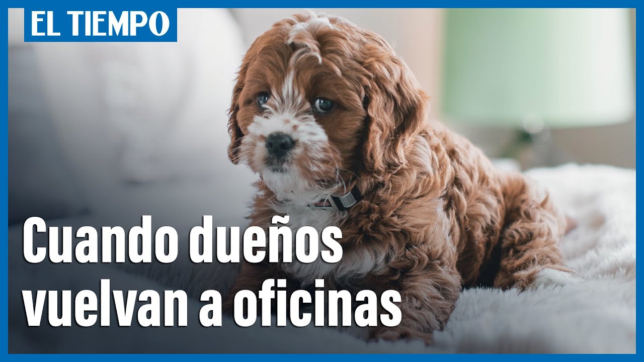 Una vida de perros, separarse de sus due&ntilde;os tras la pandemia | El Tiempo