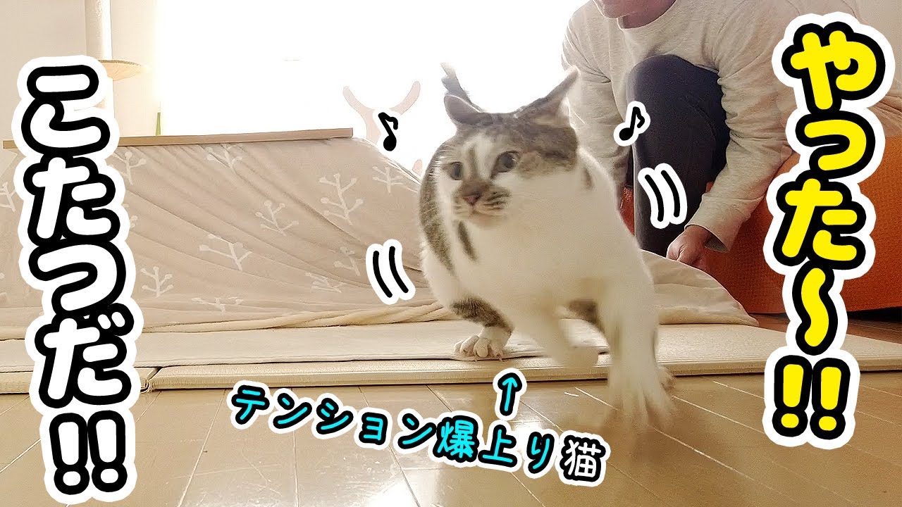 コタツの登場にテンション爆上がりではしゃいじゃう猫が可愛いすぎた