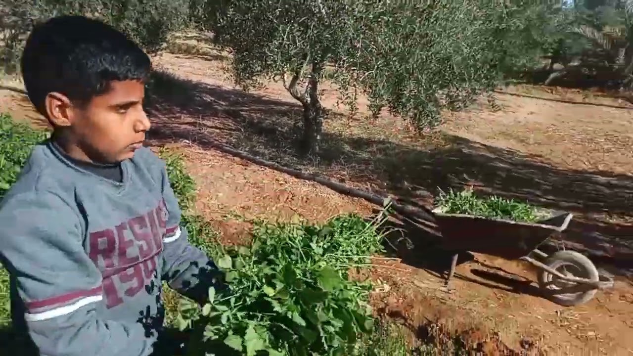 قص نبتة البرسيم لأول مره 🌱🌾