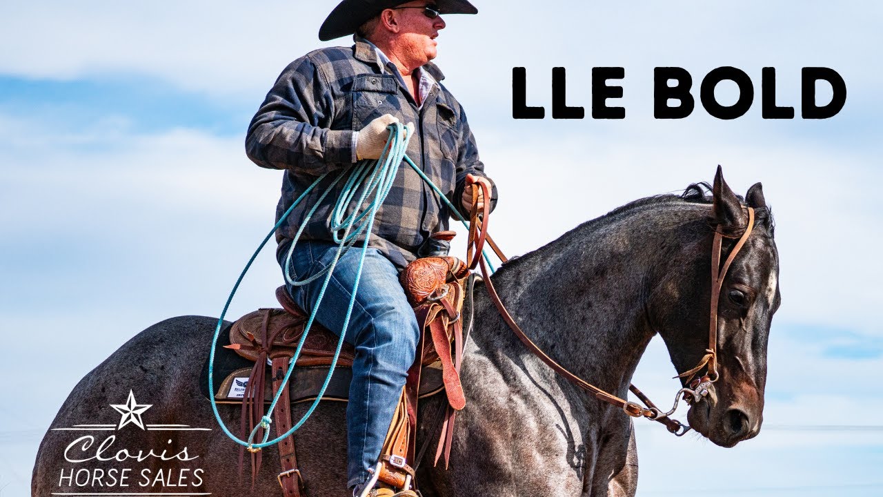 LLE Bold - Wilson Cattle Co x Clovis Horse Sale Nov. 2025