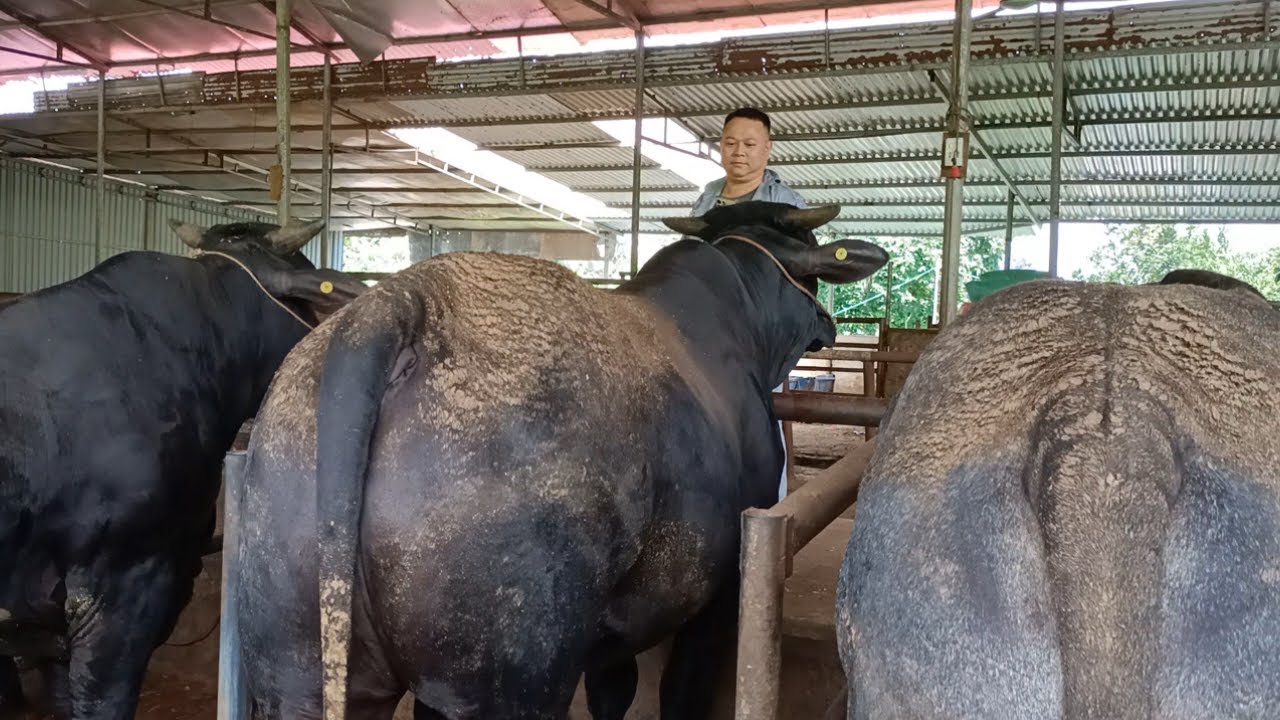 Bò 3B thịt nuôi tốt cân giá 85 rồi nhé bà con.  chia sẻ thực tế từ sếp Toàn