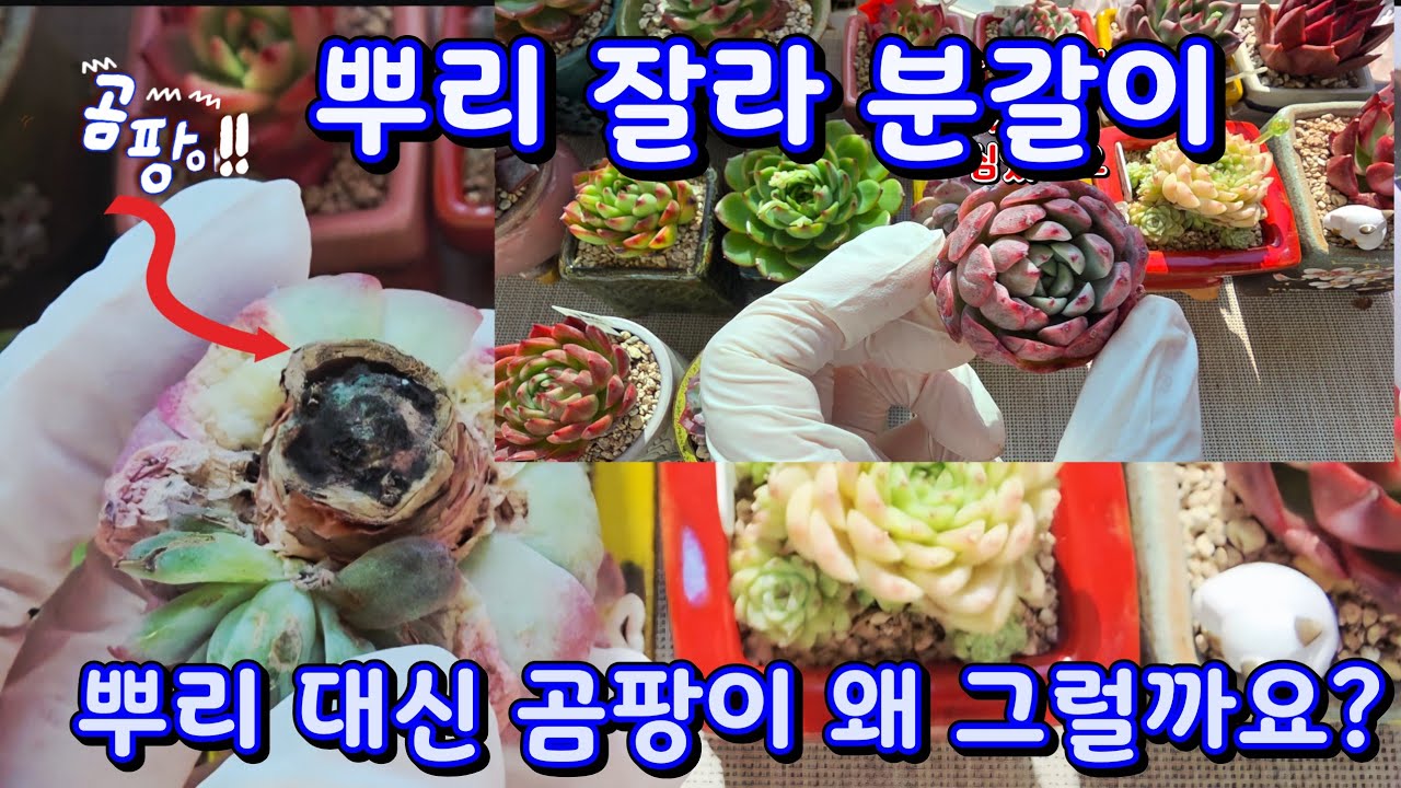 겨울 컷팅한 다육 분갈이 곰팡이 왜 생길까요?#에이핑크