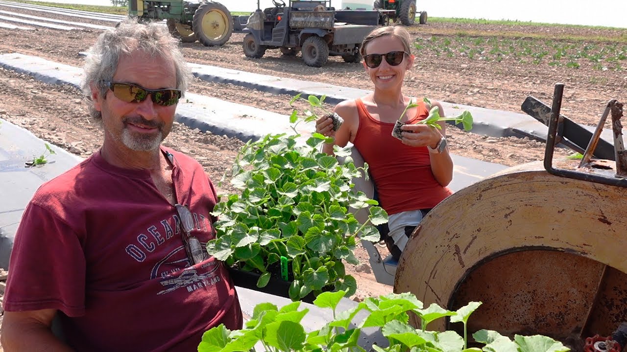 Planting Cantaloupe And Watermelon