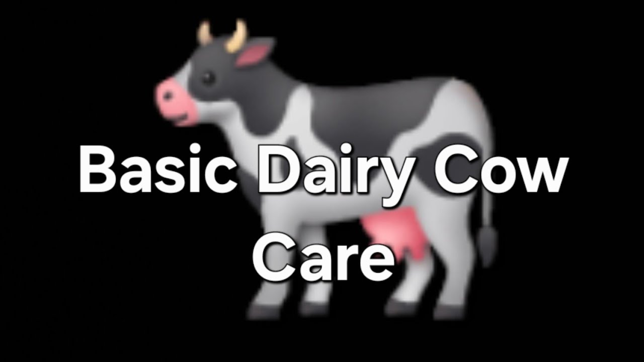 Basic Dairy Cow Care