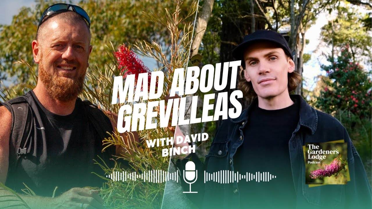 Mad About Grevilleas | David Binch