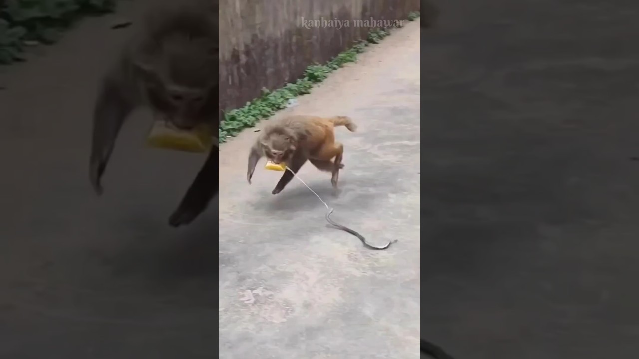 snake prank for monkey | monkey funny video | #monkey #monkeylove #bandar #snake #prank