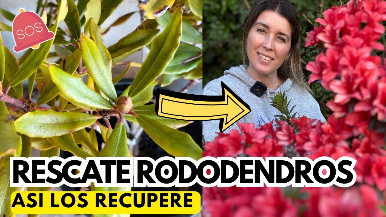 🆘RESCATE de RODODENDROS + 7 CUIDADOS esenciales[TIPS para AZALEAS]🌸