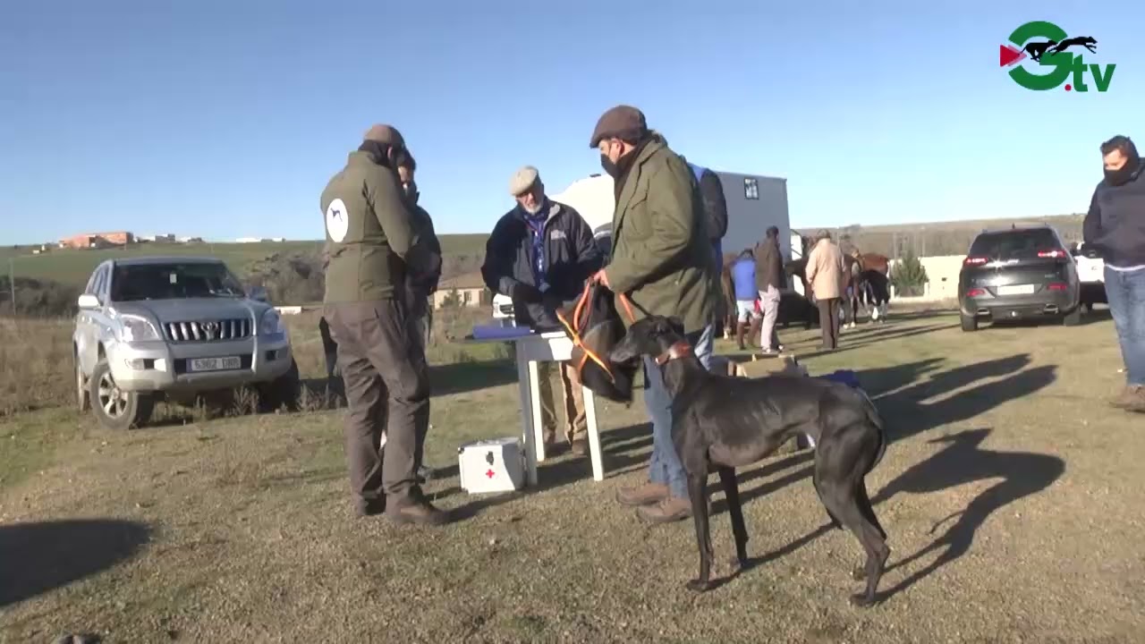 GALGOS. CUARTOS DE FINAL DEL GALGO ESPAÑOL EN EL MARÍN