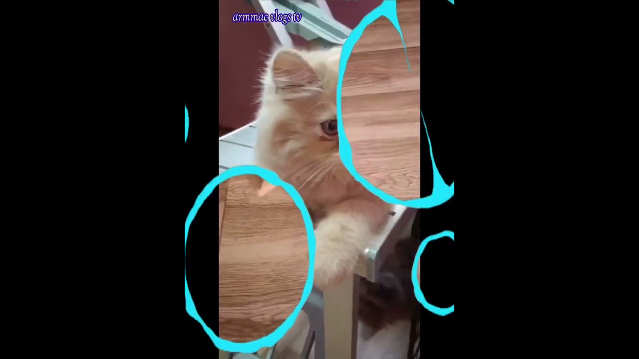 Cat lover#youtubeshorts #youtube #youtuber #cooking #instrumental #rockstar #armmac
