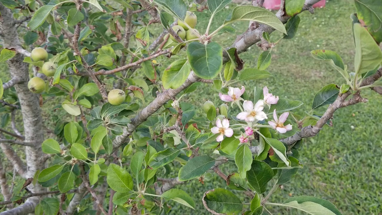 Golden Dorsett and Anna Apple trees