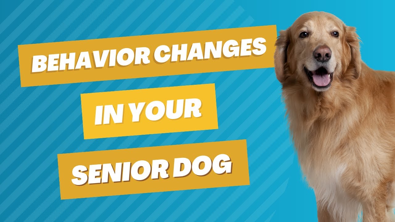 What Behavior Changes Will I Notice In My Senior Dog? | Vet FAQs