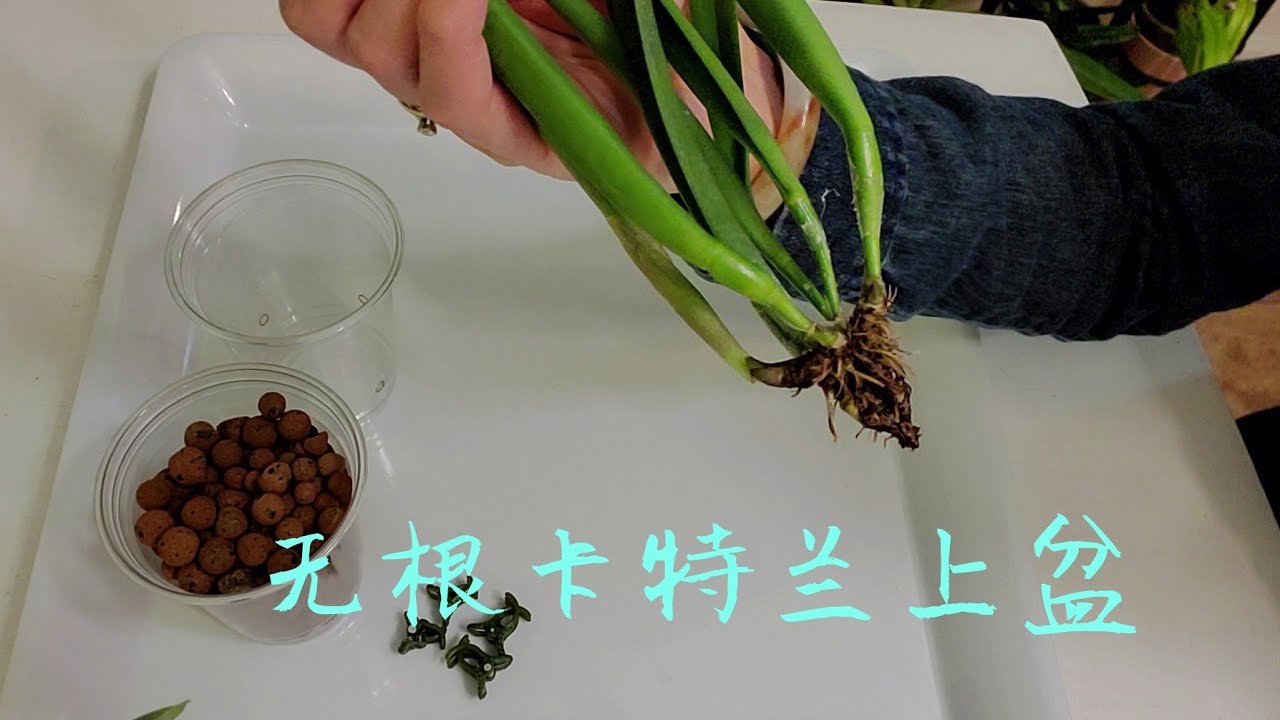 陶粒半水培无根卡特兰上盆过程，一周后已经长根了
