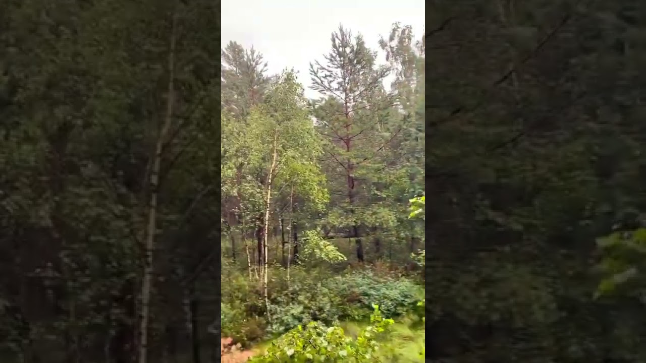 Trail In Lithuanian Forests
