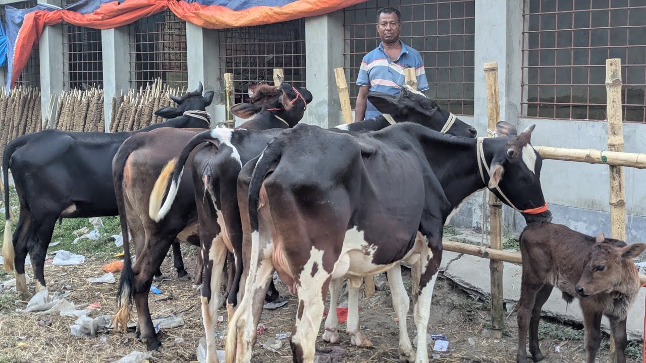 রোজা উপলক্ষে একদম পানির দামে সব দুধের গাভী ও প্রেগনেন্ট গাভী দেখুন রকিব ভাই এর কাছে সরাসরি।। 