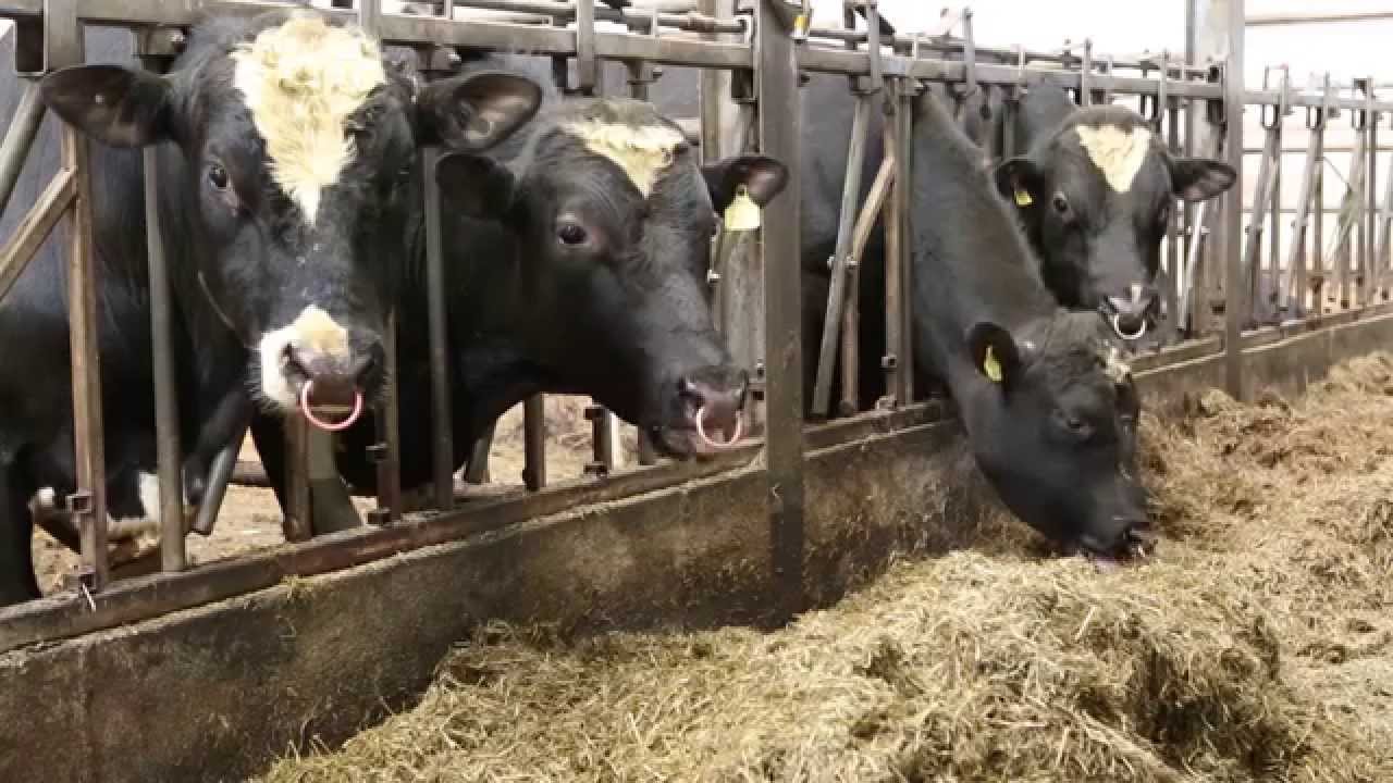 Dairy Know How 12: Heat Detection