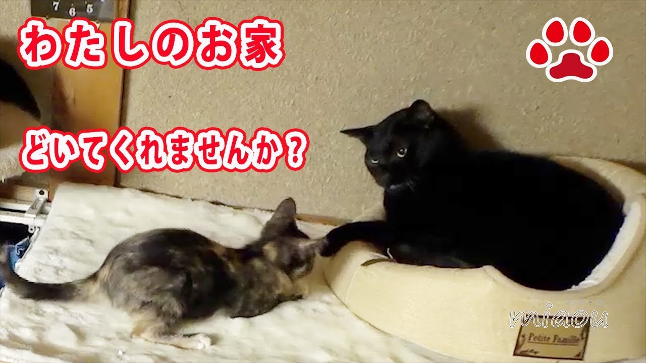 Cute kitten Lana, tries to get her house back.(turn on  English subtitle)