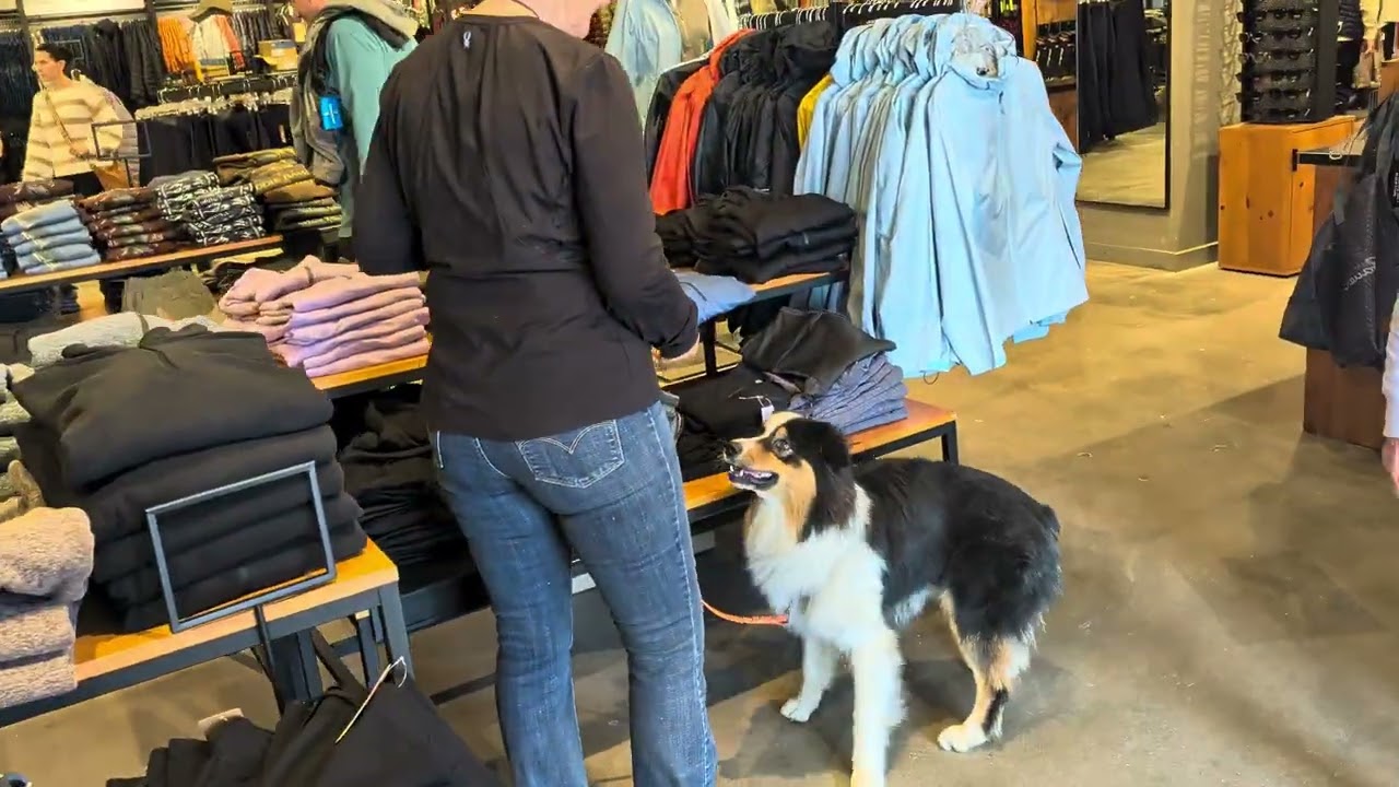 Pepper walking at the mall