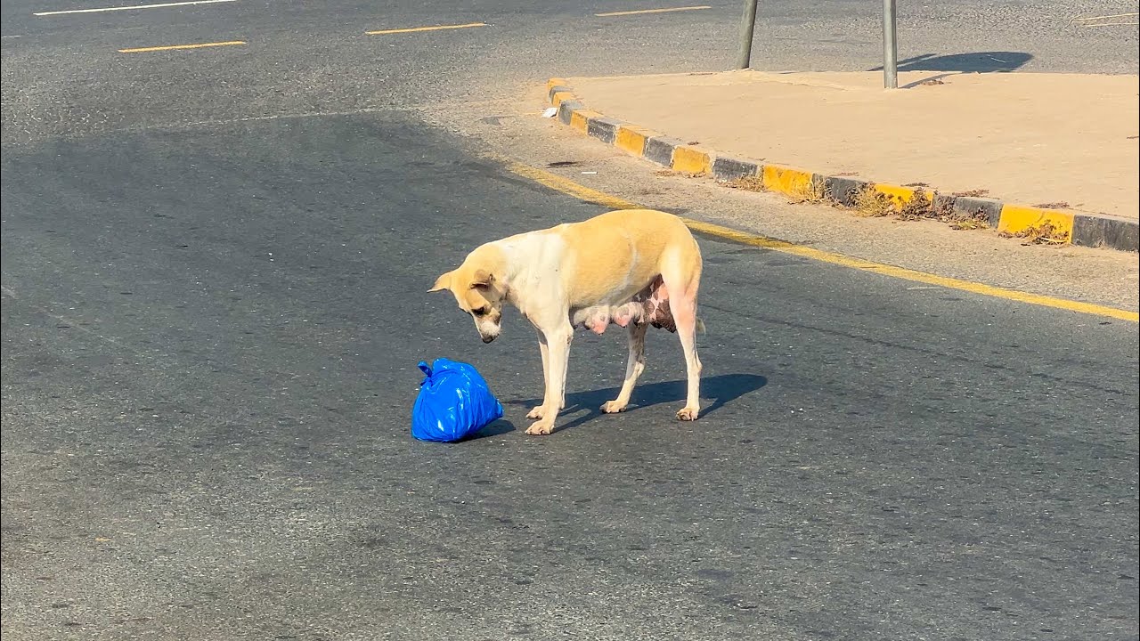 The Dog Carried A Bag Daily… No One Expected What Was Inside
