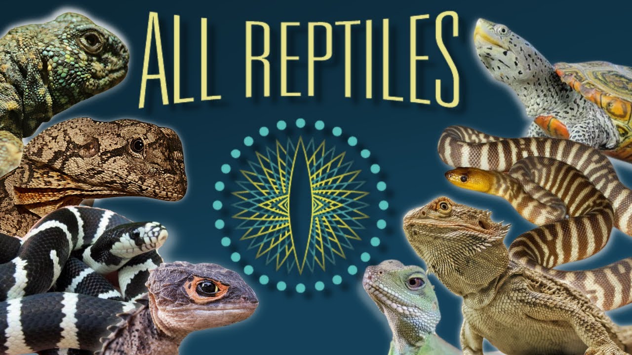 TOURING AN AMAZING REPTILE STORE!!!