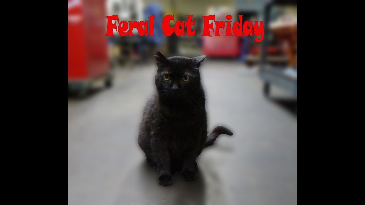 Feral Cat Friday 2 13 26