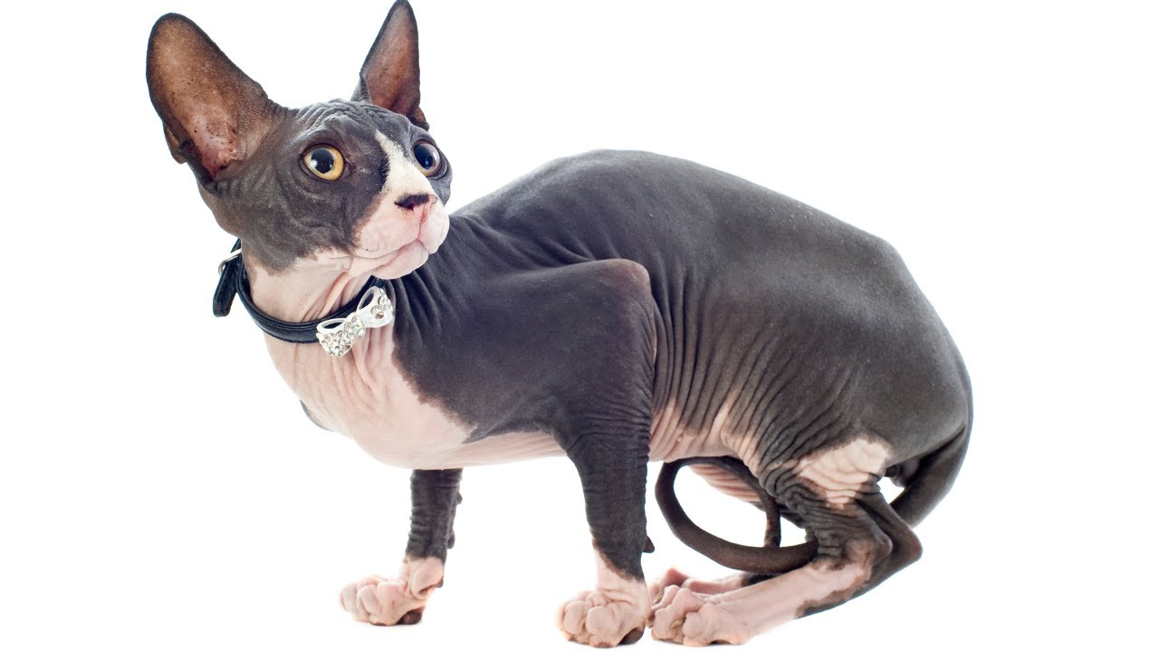 7 STRANGEST Cat Breeds In The World