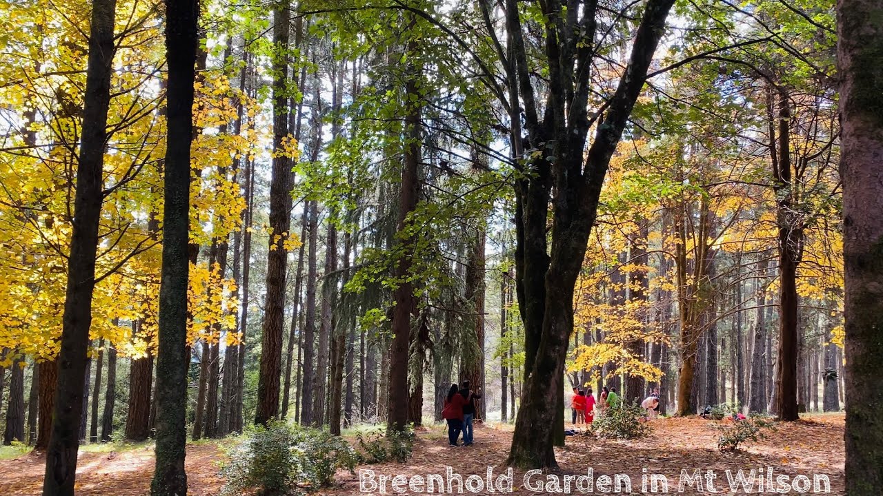 🇦🇺 Visiting Breenhold Garden in Mount Wilson, NSW 🍂🍁🍂🍁🥰😌