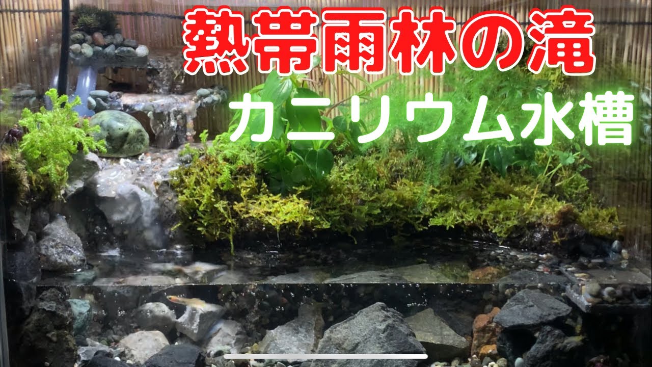 【カニリウム】滝のレイアウト！癒されるバンパイアクラブ 達 #カニリウム#テラリウム#熱帯雨林#水槽立ち上げ#vampirecrab#バンパイアクラブ