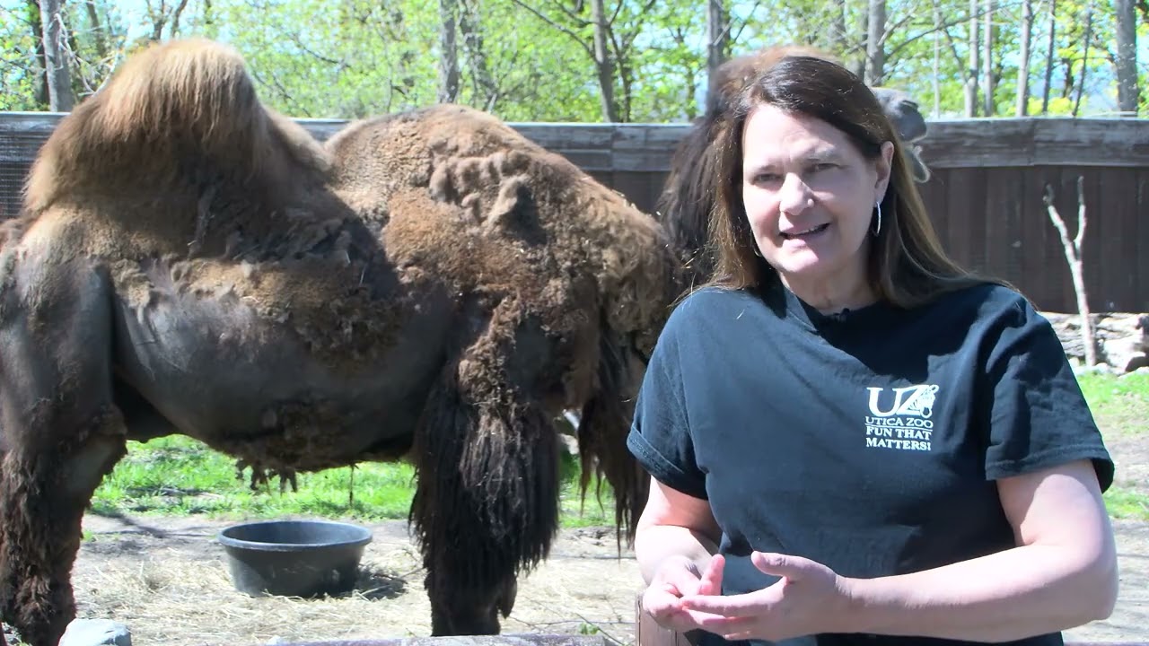 Utica Zoo Spring Updates 2026