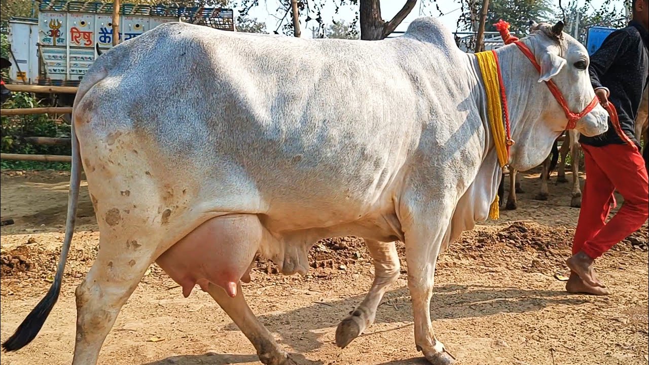 #थारपारकर साहिवाल गिर नस्ल की गाय चाहिए तो #बक्सर जिला के चौसा मंडी में आए | Desi Cow | Chausa Mandi