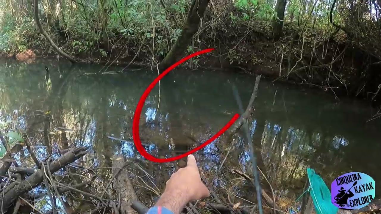 ''Encontro Surpreendente :Teiú Gigante , Tilápias e um Cardume de piau