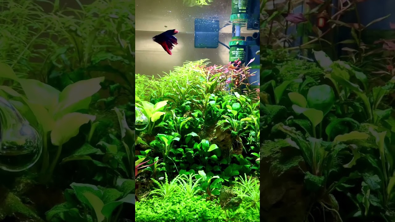 Dennerle Nano Cube 30L LED Aquarium (Aquascape) #shorts