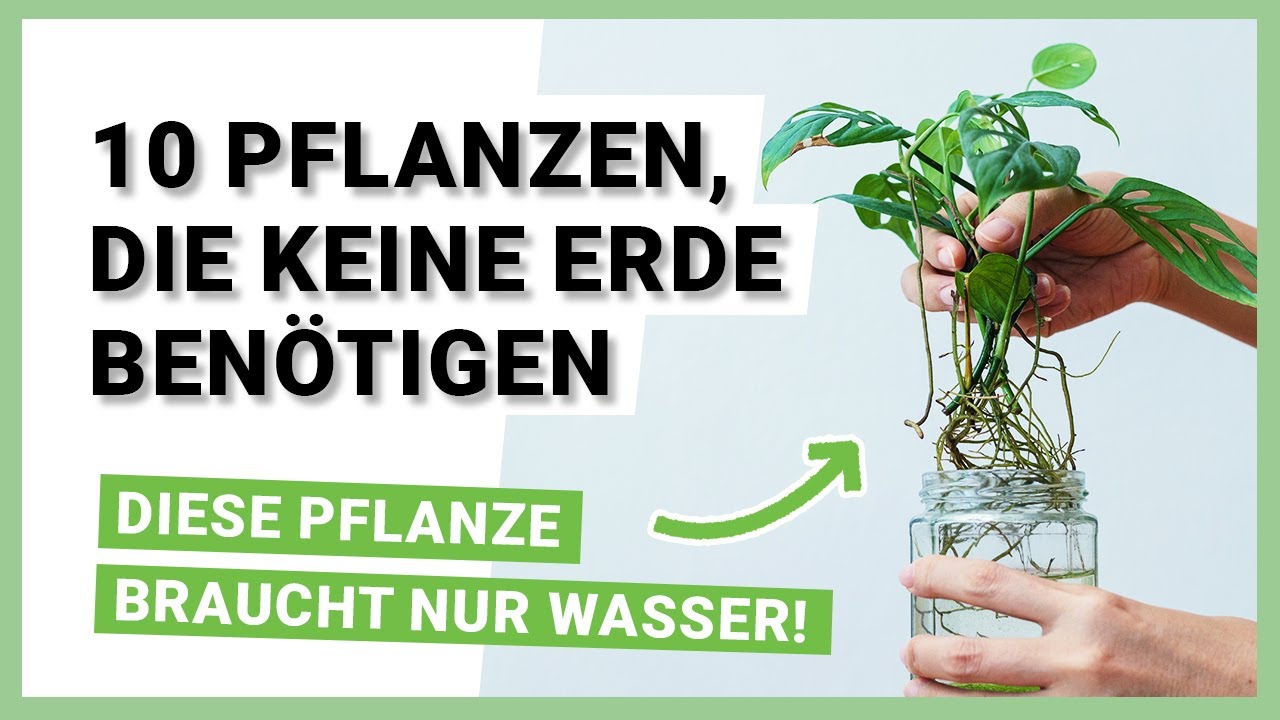 10 Pflanzen, die keine Erde ben&ouml;tigen und im Wasser wachsen - Hydrokultur