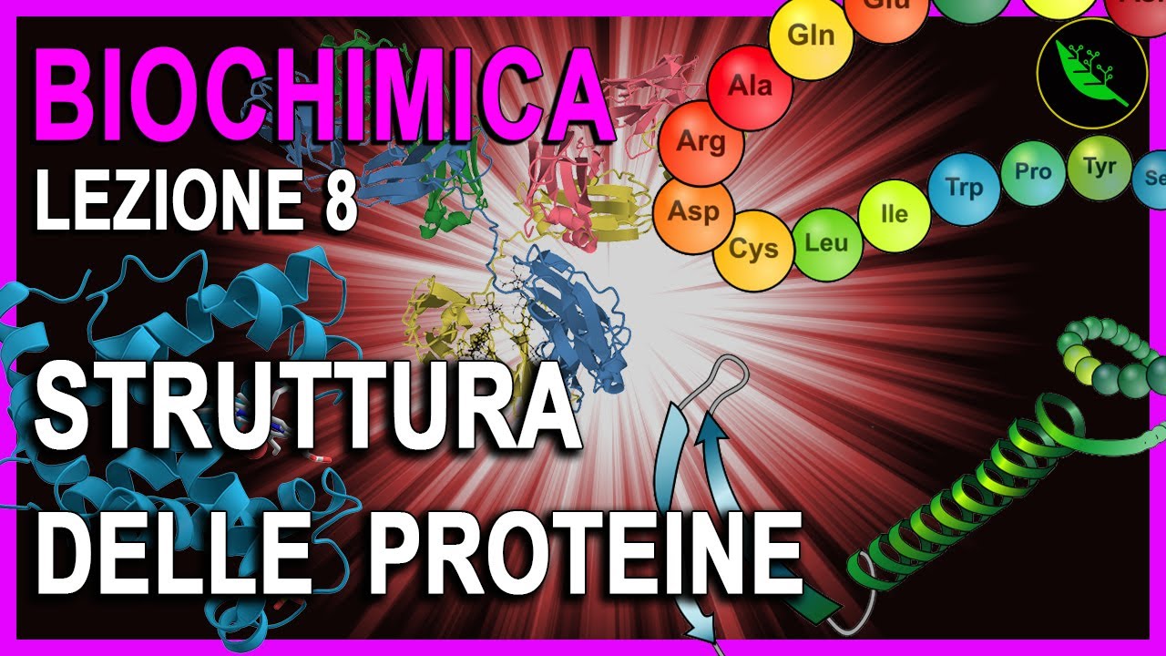 STRUTTURA PRIMARIA e STRUTTURA SECONDARIA delle PROTEINE : GUIDA DEFINITIVA  -Biochimica Lez 8