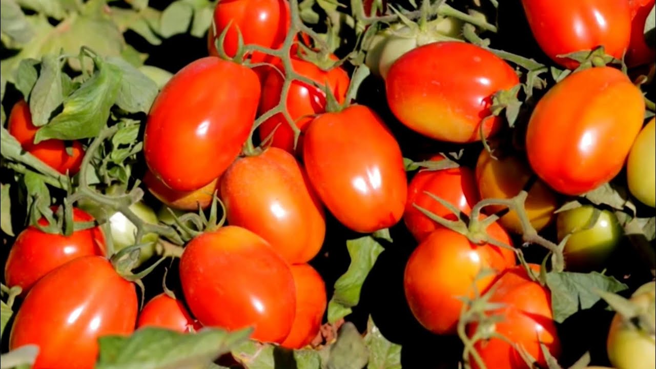 Nunca mais seu pe de tomate vai adoecer