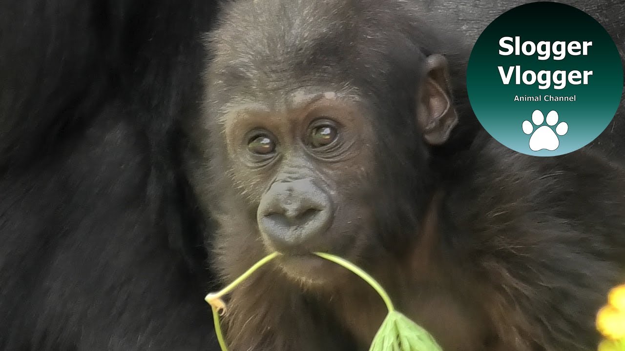 Gorilla Kera With Baby Hasani