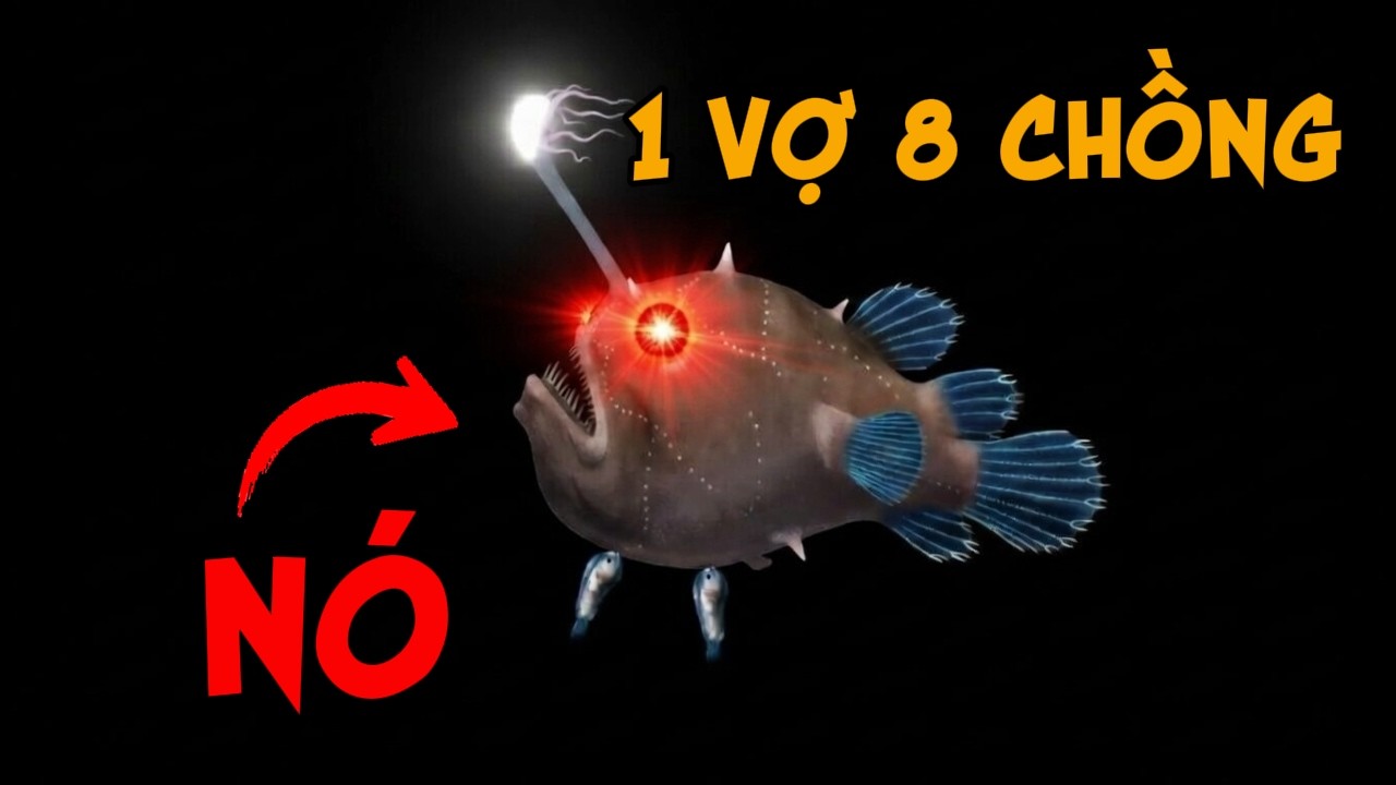 Loài cá khiến đàn ông 