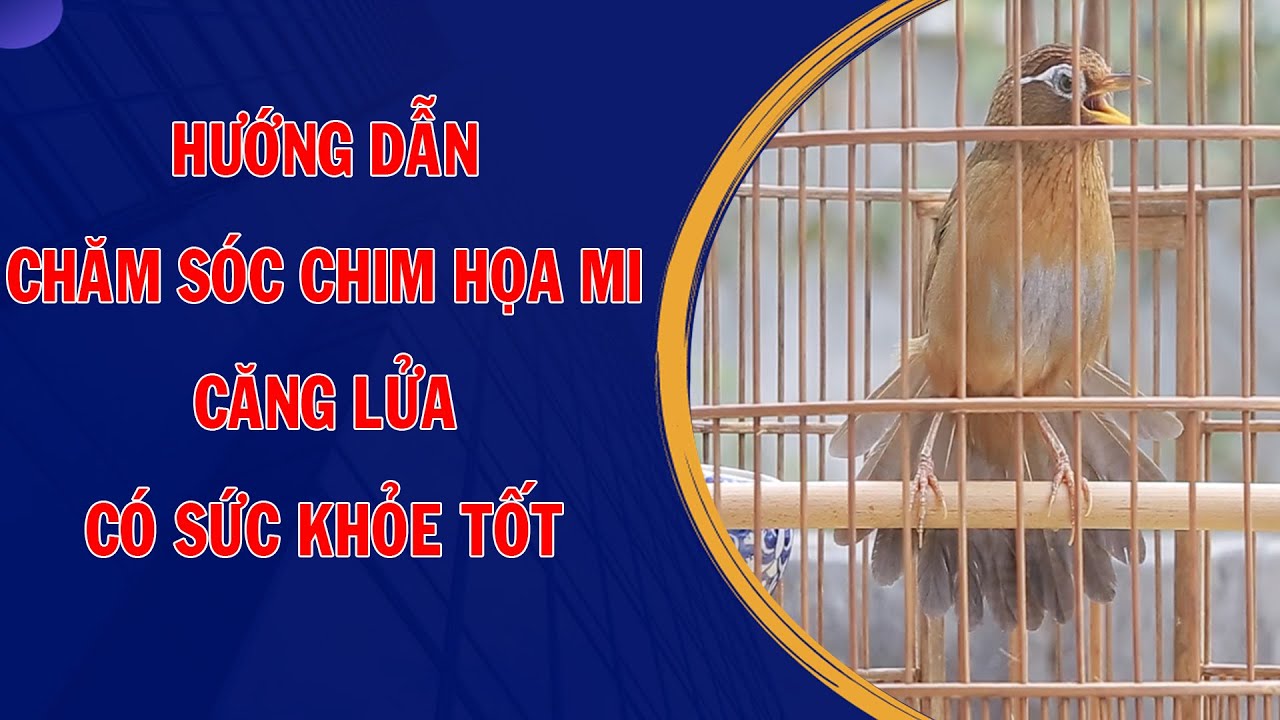 Hướng dẫn chăm sóc chim họa mi để chim hót tốt, sức khỏe tốt | Họat Họa Mi