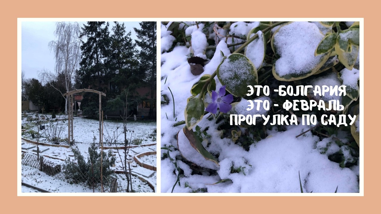 Прогулка по болгарскому саду в феврале     A walk in a  Bulgarian garden in February