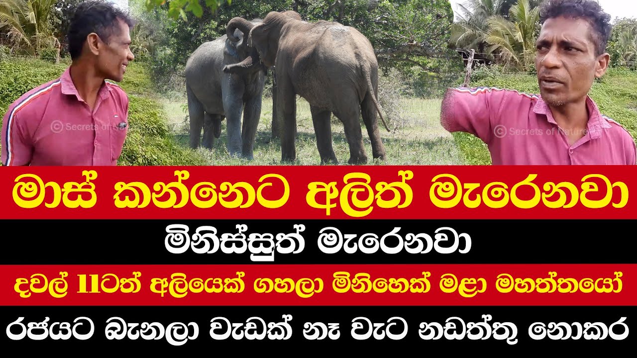 මාස් කන්නෙට අලිත් මැරෙනවා මිනිස්සුත් මැරෙනවා | දවල් 11ටත් අලියෙක් ගහලා මිනිහෙක් මළා මහත්තයෝ