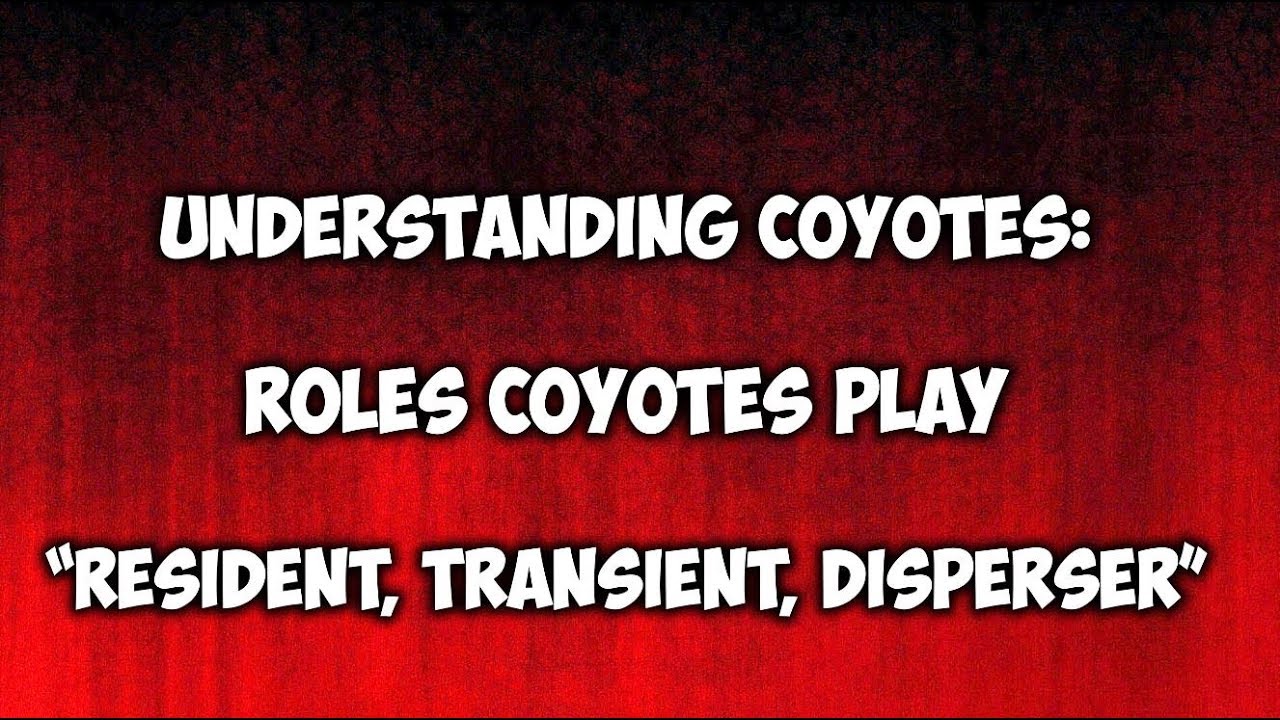 Understanding Coyotes:  Resident, Transient and Disperser Coyotes