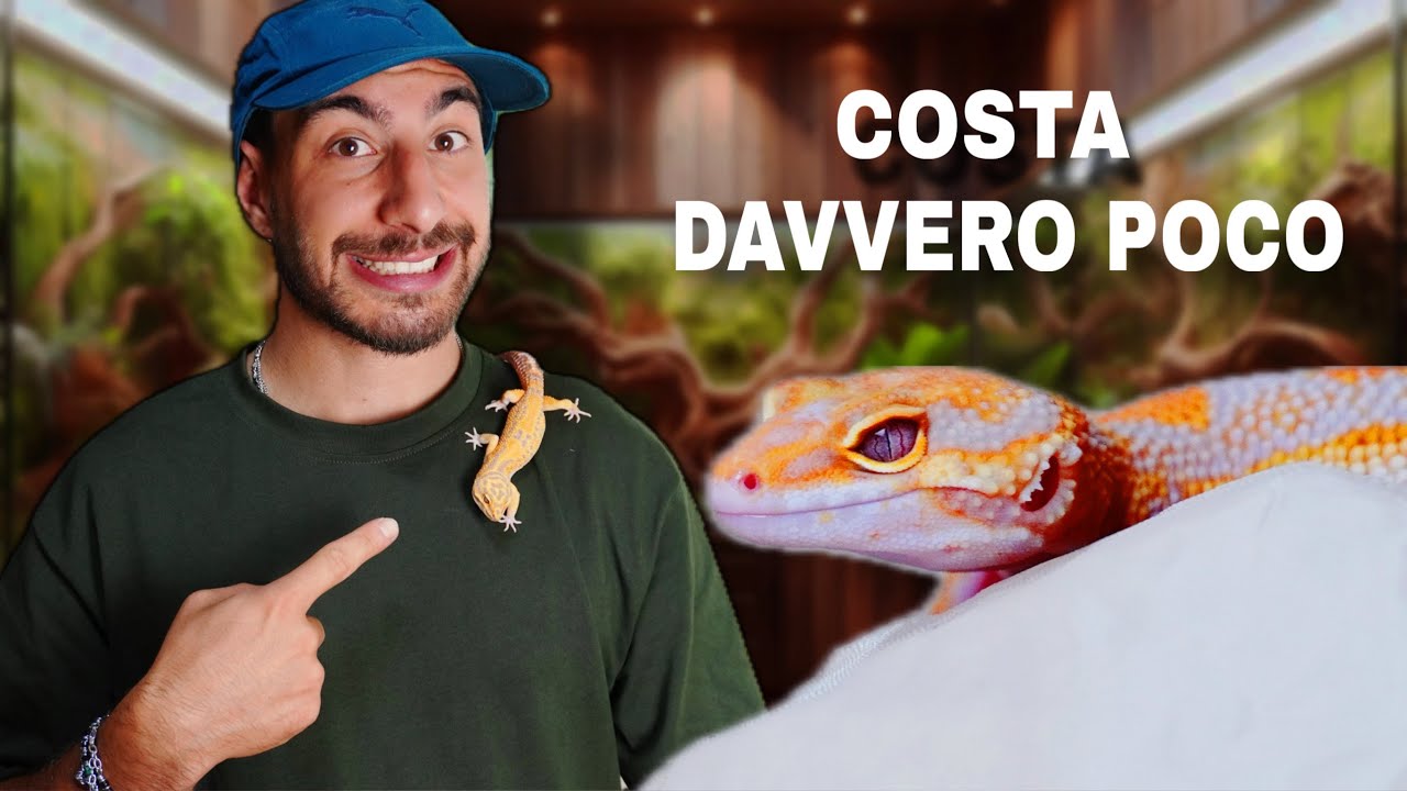 MOTIVI PER PRENDERE UN GECO LEOPARDINO | IL RETTILE PERFETTO PER PRINCIPIANTI
