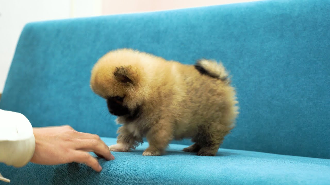 3個月小狗第一次做美容 ‖ 3 Months Old Pomeranian First Grooming ‖ Cute Dog Grooming ‖ pet groomer